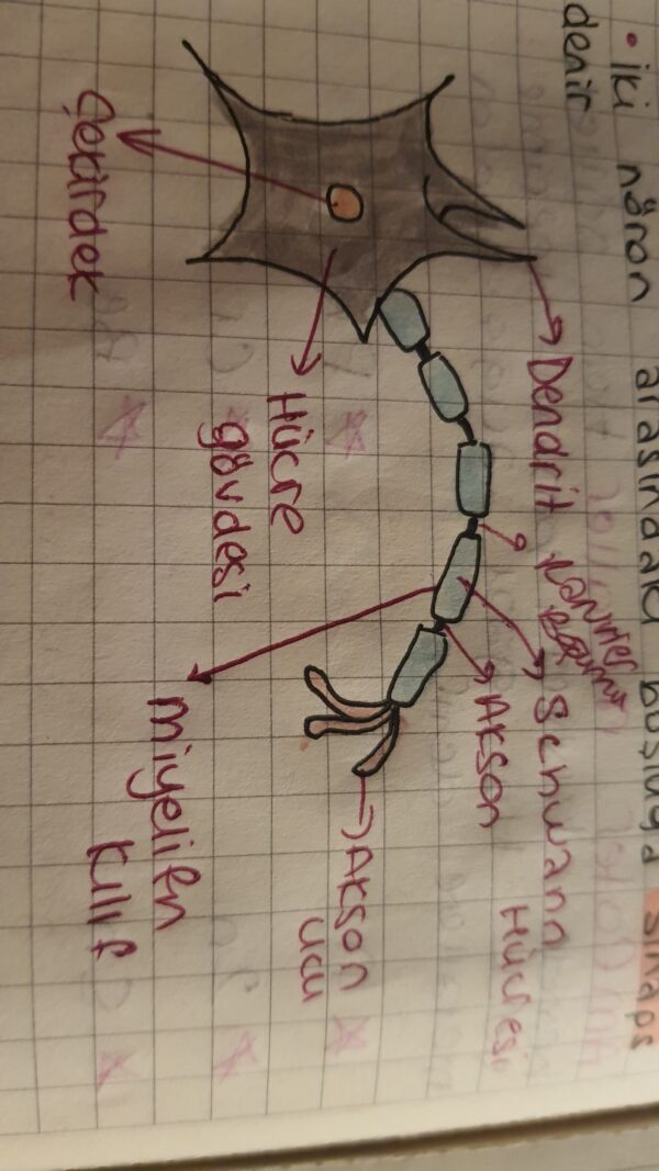 11.Sınıf Biyoloji 1.Ünite Sinir Sistemi - Image 3