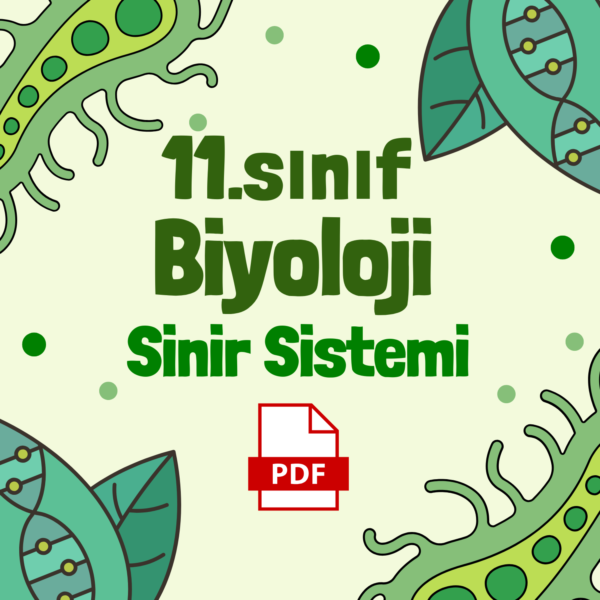 BİYOLOJİ 11.SINIF DERS NOTU - PDF